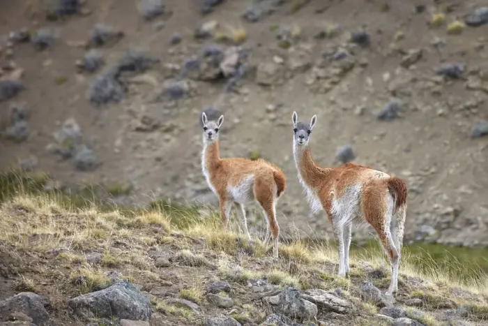 Framed Print : A couple of guanacos inside the natural reserve of the Estancia 25 de Mayo, El Calafate