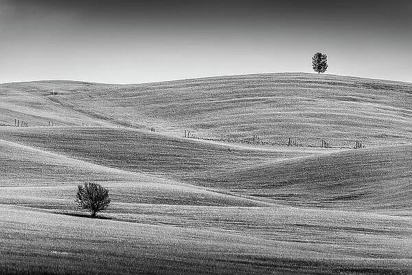 A couple of lonely trees stand out from the bare landscape among the rolling hills of Tuscany. Val d'Orcia, Italy