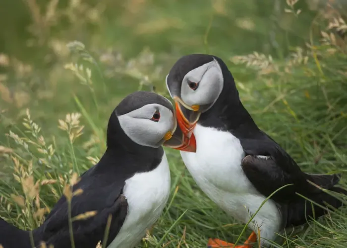 Framed Print : A couple of puffins kissing. Mykines, Faroe Islands Framed Print : A couple of puffins kissing. Mykines, Faroe Islands