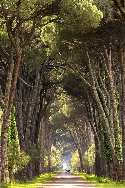 Couple Walking Along Avenue of Pine Trees, Natural Park of Migliarino San Rossore