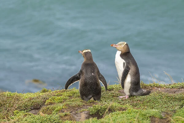 Couple of yellow eyed penguins at Katiki Point in summer