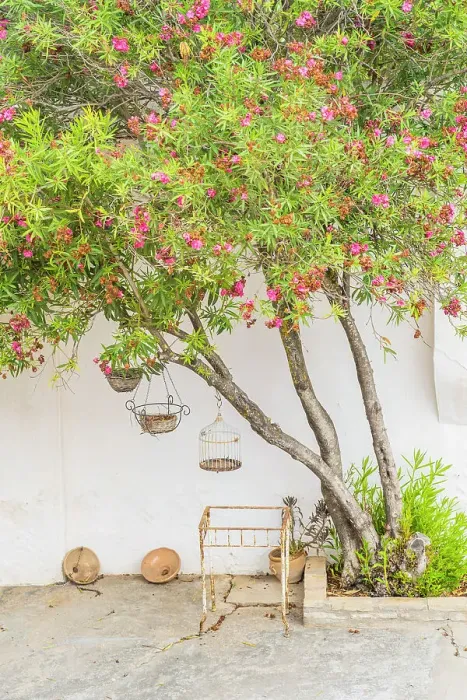 Framed Print : Courtyard at Hacienda Las Mesas, Jerez de la Frontera, Andalusia, Spain Framed Print : Courtyard at Hacienda Las Mesas, Jerez de la Frontera, Andalusia, Spain