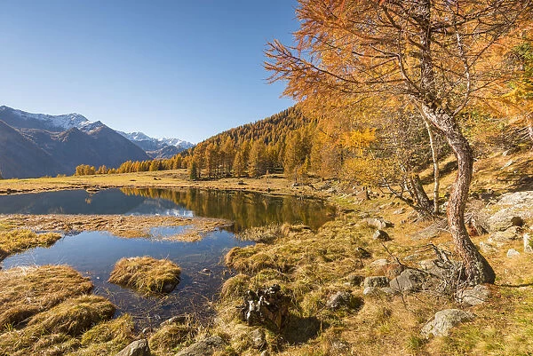 Covel lake in autumn Europe, Italy, Trentino region, Trento district, Pejo valley