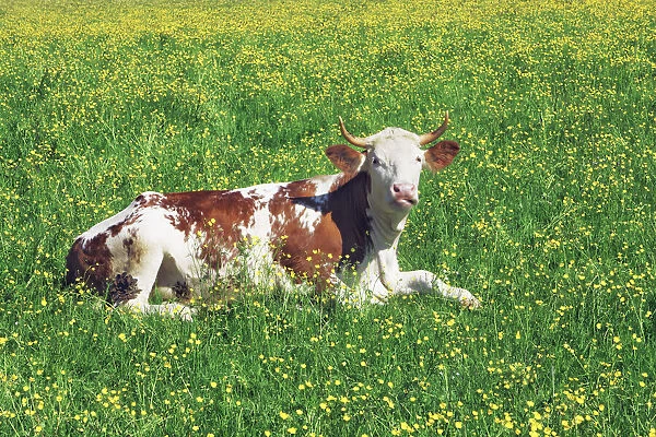 Cow in crowfoot meadow - Germany, Bavaria, Upper Bavaria, Miesbach, Holzkirchen