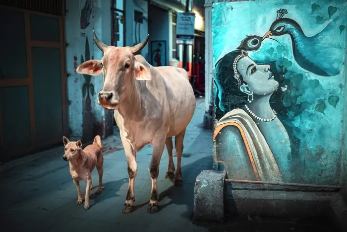 Framed Print : A cow and a dog in a street, Varanasi, Uttar Pradesh, India Framed Print : A cow and a dog in a street, Varanasi, Uttar Pradesh, India