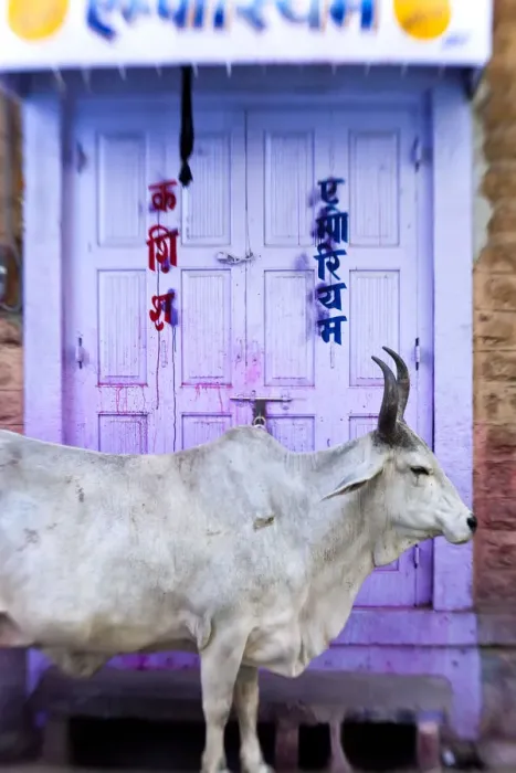 Framed Print : Cow in doorway, Jodhpur, Rajasthan, India Framed Print : Cow in doorway, Jodhpur, Rajasthan, India