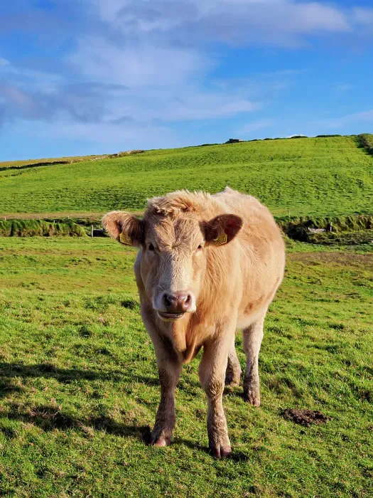 Framed Print : Cow on a field, Cliffs of Moher Walking Trail, County Clare, Ireland Framed Print : Cow on a field, Cliffs of Moher Walking Trail, County Clare, Ireland