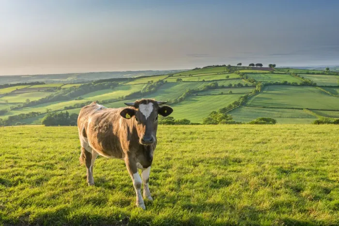 Framed Print : Cow grazing in beautiful rolling countryside, Devon, England. Summer (June) Framed Print : Cow grazing in beautiful rolling countryside, Devon, England. Summer (June)