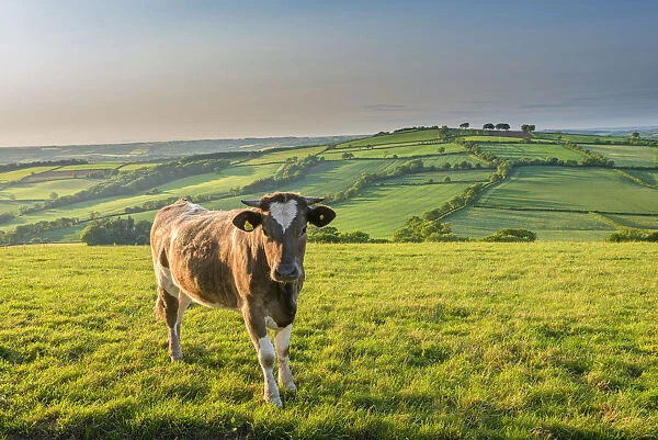 Cow grazing in beautiful rolling countryside, Devon, England. Summer (June)