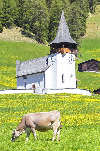Cow grazing in front of the church of Davos Frauenkirch, Parc Ela, Prettigau  /  Davos