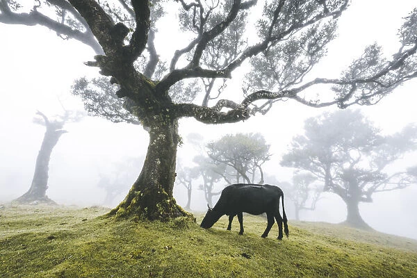 Cow grazing under the majestic laurel trees in the mist, Fanal forest, Madeira island
