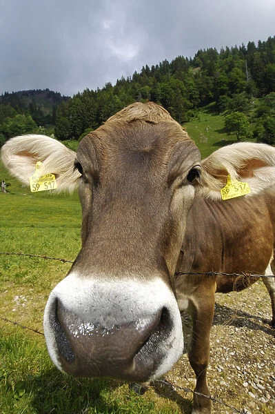 Cow, Oberstdorf, Allgaeu, Bavaria, Germany