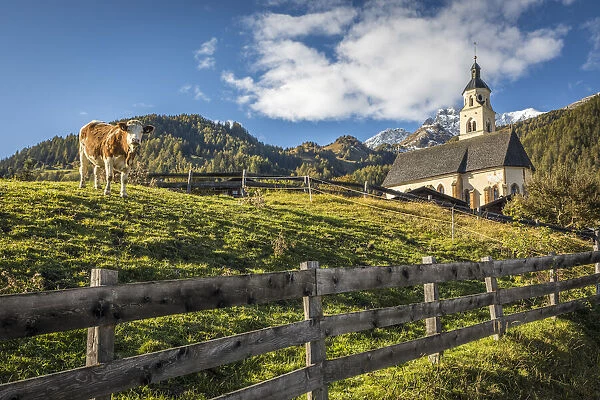Cow pasture in Obermauern with pilgrimage church Maria Schnee, Virgen valley, East Tyrol