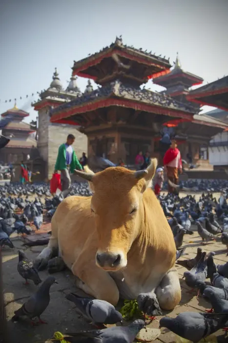 Framed Print : Cow and pigeons in Durbar Square (UNESCO World Heritage Site), Kathmandu, Nepal Framed Print : Cow and pigeons in Durbar Square (UNESCO World Heritage Site), Kathmandu, Nepal