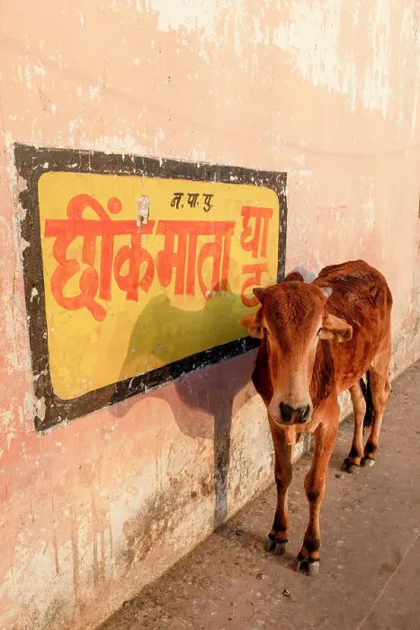 Framed Print : Cow at Pushkar Lake, Pushkar, Rajasthan, India, South Asia