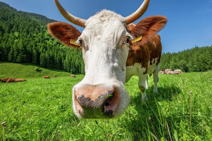 Framed Print : Cow, Reichenbachtal valley, Schattenhalb, Canton of Bern, Switzerland Framed Print : Cow, Reichenbachtal valley, Schattenhalb, Canton of Bern, Switzerland