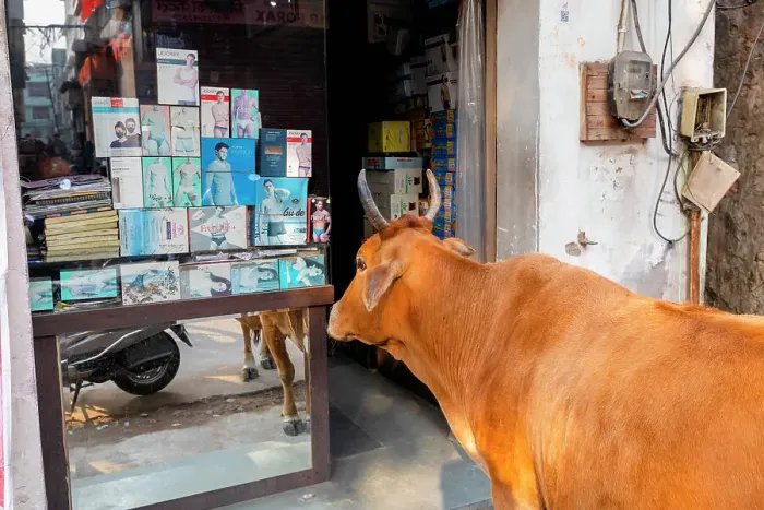 Framed Print : Cow Shopping, Jaipur, Rajasthan, India, South Asia Framed Print : Cow Shopping, Jaipur, Rajasthan, India, South Asia