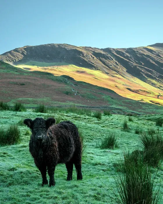 Framed Print : Cow standing in field, Lake District, Cumbria, England, UK Framed Print : Cow standing in field, Lake District, Cumbria, England, UK