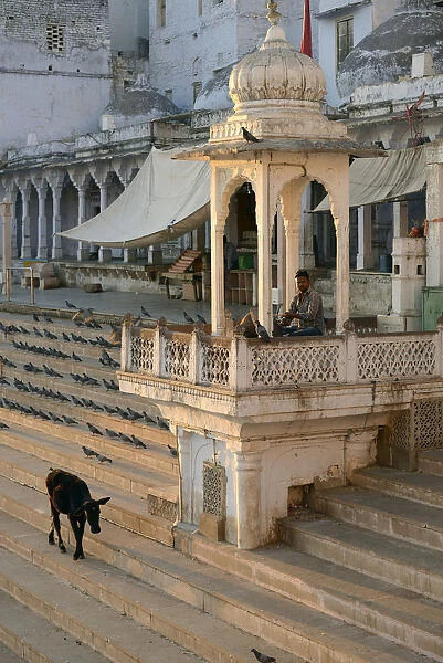 Cow walking on steps along Holy Bath, Pushkar, Rajasthan, India
