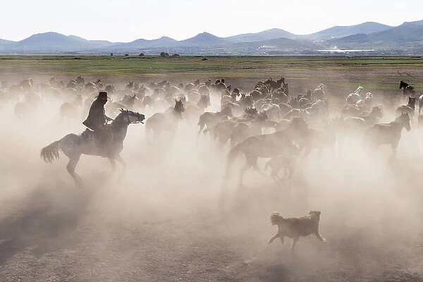 A cowboy in the dust with Yilki horses, Cappadocia, Nevsehir Province, Central Anatolia, Turkey