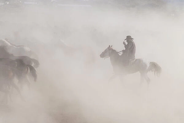 A cowboy in the dust with Yilki horses, Cappadocia, Nevsehir Province, Central Anatolia, Turkey