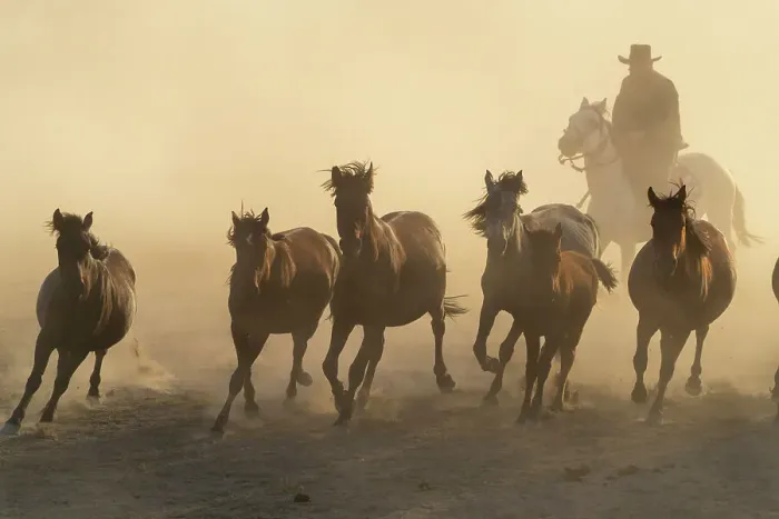 Framed Print : Cowboy herding a herd of Yilki horses sunset, Hurmetci, Hacilar District, Kayseri Province, Cappadocia, Central Anatolia Region, Turkey Framed Print : Cowboy herding a herd of Yilki horses sunset, Hurmetci, Hacilar District, Kayseri Province, Cappadocia, Central Anatolia Region, Turkey