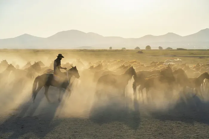 Framed Print : Cowboy herding a herd of Yilki horses sunset, Hurmetci, Hacilar District, Kayseri Province, Cappadocia, Central Anatolia Region, Turkey