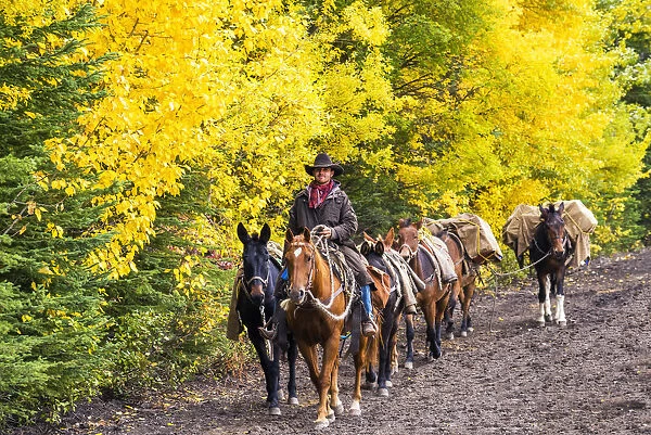 Cowboy and Pack Horses, Banff National Park, Alberta, Canada