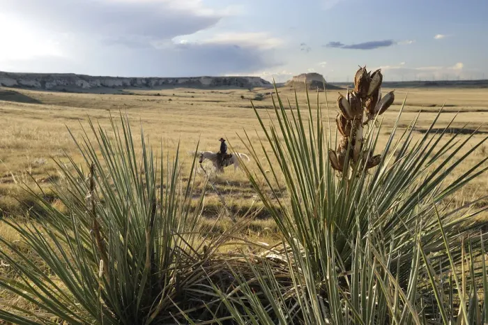 Framed Print : Cowboy in Pawnee National Grassland, Colorado, USA