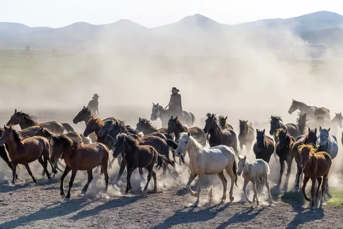 Framed Print : A cowboy rounding up Yilki horses, Cappadocia, Nevsehir Province, Central Anatolia, Turkey Framed Print : A cowboy rounding up Yilki horses, Cappadocia, Nevsehir Province, Central Anatolia, Turkey
