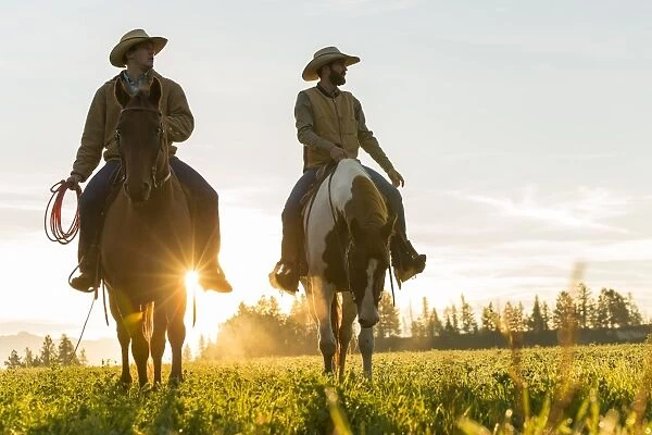 Cowboys riding across grassland with moutains behind, early morning, British Columbia