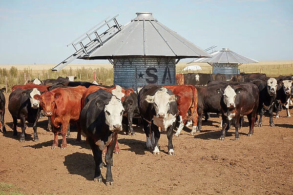 Cows in a feedlot inside the cask of an estancia in the pampas, Las Flores, Buenos Aires province, Argentina