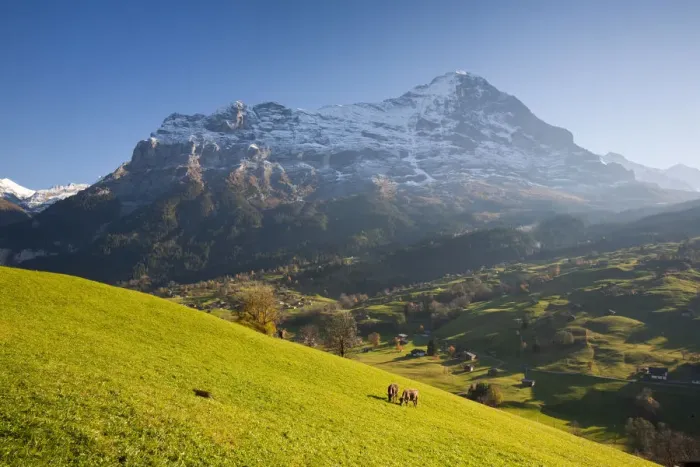Framed Print : Cows Grazing in Alpine Meadow, Eiger & Grindelwald, Berner Oberland, Switzerland Framed Print : Cows Grazing in Alpine Meadow, Eiger & Grindelwald, Berner Oberland, Switzerland