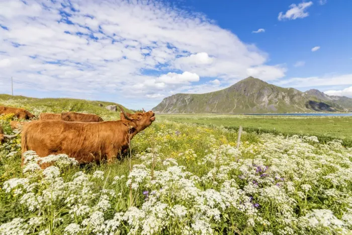 Framed Print : Cows grazing in fields of blooming flowers surrounded by blue sea Flakstad Lofoten Framed Print : Cows grazing in fields of blooming flowers surrounded by blue sea Flakstad Lofoten