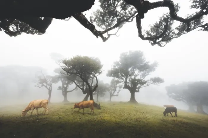 Framed Print : Cows grazing in the foggy Fanal forest, Madeira island, Portugal