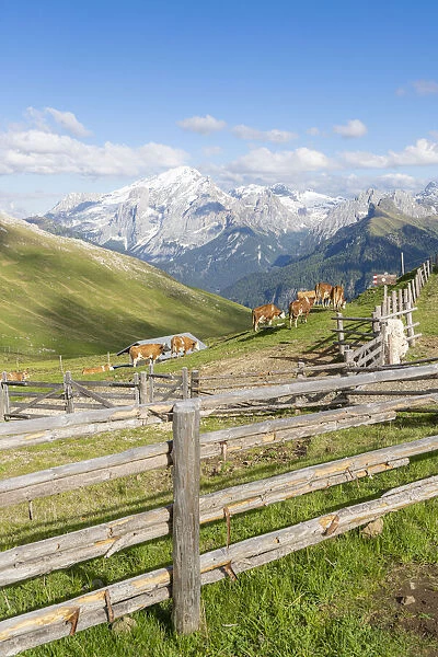 Cows grazing in the surrounding of Rifugio Sassopiatto with Marmolada in background