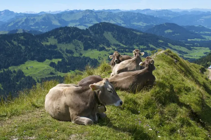 Framed Print : Cows near Oberstaufen, Allgaeu, Bavaria, Germany Framed Print : Cows near Oberstaufen, Allgaeu, Bavaria, Germany