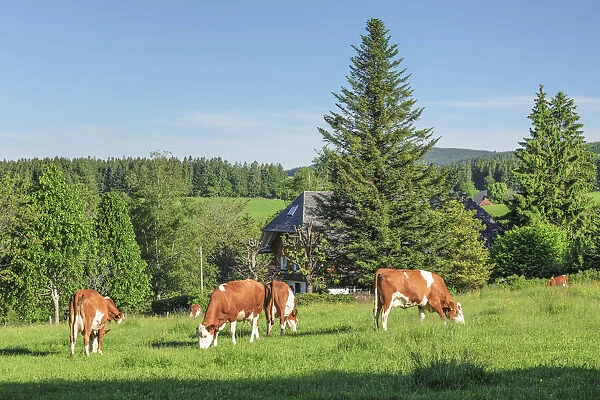 Cows near St. Margen, Black Forest, Baden-Wurttemberg, Germany