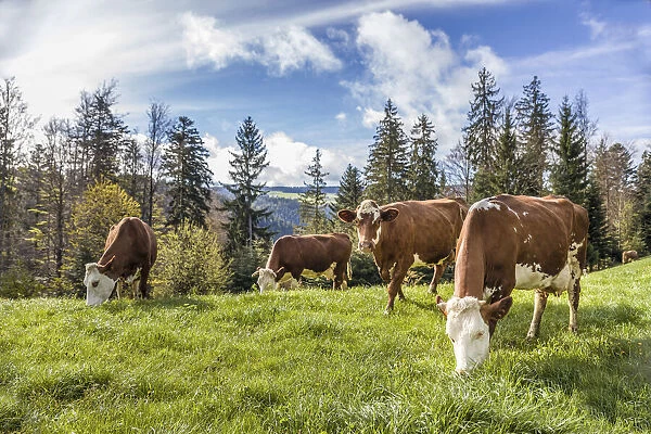 Cows near St. Peter, Black Forest, Baden-Württemberg, Germany