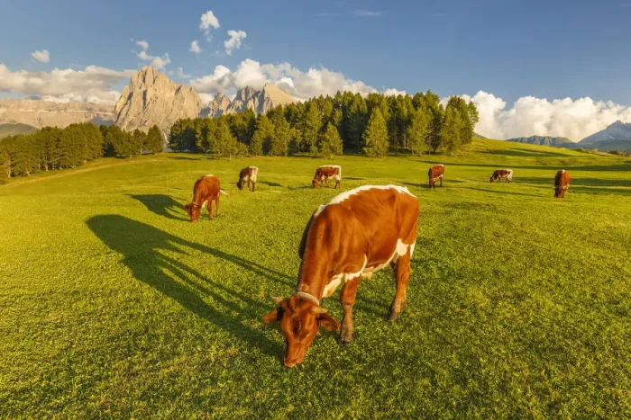 Framed Print : Cows pasture, Alpe di Siusi / Seiser Alm, Sassolungo and Sassopiatto Dolomites, South Tyrol Framed Print : Cows pasture, Alpe di Siusi / Seiser Alm, Sassolungo and Sassopiatto Dolomites, South Tyrol