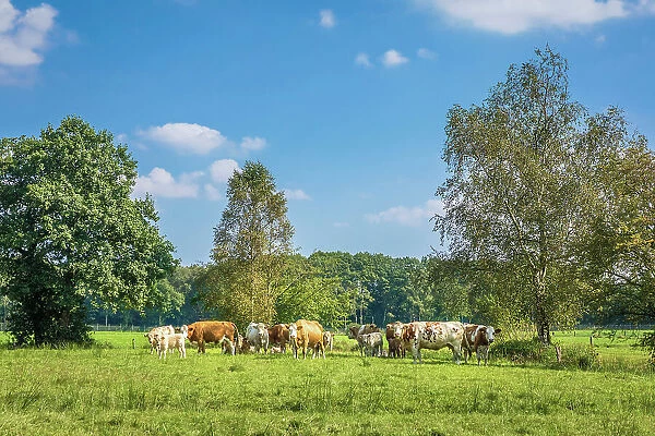 Cows in the pasture near the village of Cleverns, Jever, East Frisia, Lower Saxony, Germany