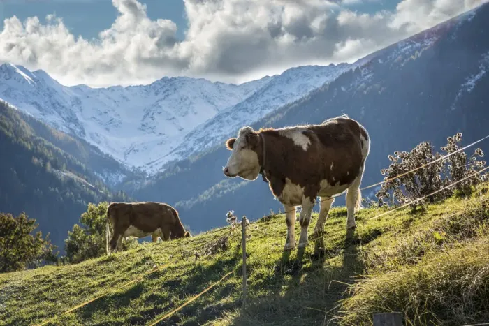 Framed Print : Cows on pasture in Obermauern, Virgental, East Tyrol, Tyrol, Austria Framed Print : Cows on pasture in Obermauern, Virgental, East Tyrol, Tyrol, Austria