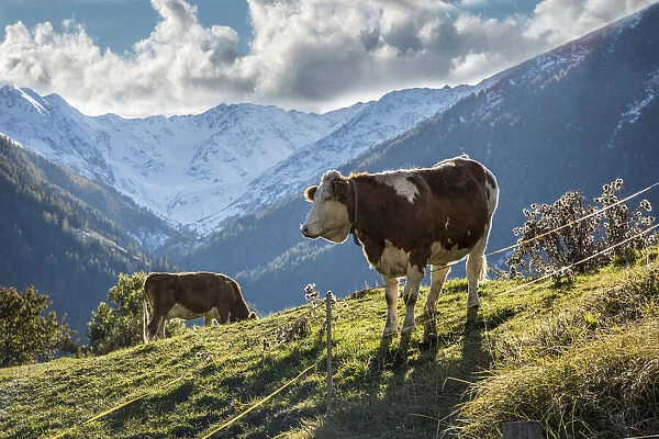 Cows on pasture in Obermauern, Virgental, East Tyrol, Tyrol, Austria