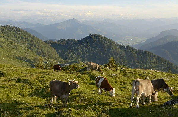 Cows, Reit im Winkl, Bavaria, Germany