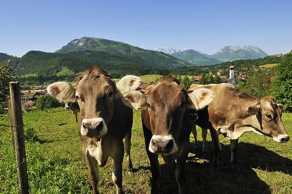 Cows, Reit im Winkl, Bavaria, Germany
