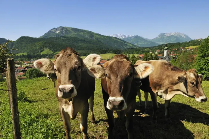 Framed Print : Cows, Reit im Winkl, Bavaria, Germany Framed Print : Cows, Reit im Winkl, Bavaria, Germany