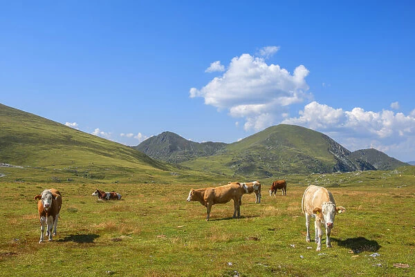Cows at Rosenock area, Nockberge mountain range, Radenthein, Carinthia, Austria