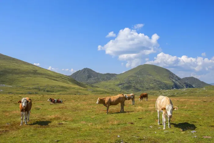 Framed Print : Cows at Rosenock area, Nockberge mountain range, Radenthein, Carinthia, Austria Framed Print : Cows at Rosenock area, Nockberge mountain range, Radenthein, Carinthia, Austria