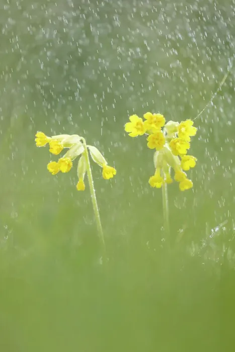 Framed Print : Cowslips (Primula veris) in rain shower, Hardington Moor NNR, Somerset, England, UK Framed Print : Cowslips (Primula veris) in rain shower, Hardington Moor NNR, Somerset, England, UK