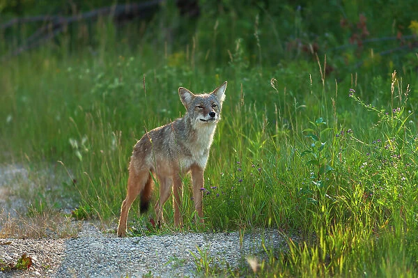 Coyote (Canis latrans) atedge of boreal forest, Gypsumville, Manitoba, Canada